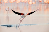 Flamingo dancing Poster och Canvastavla