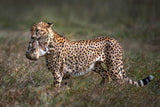 Cheetah with prey Poster och Canvastavla
