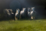 gallop Poster och Canvastavla