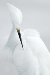 White beauty Poster och Canvastavla