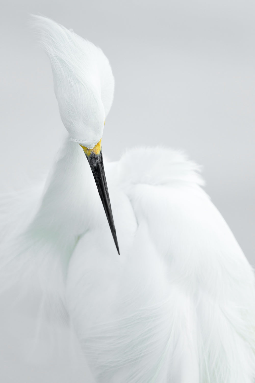 White beauty Poster och Canvastavla