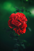 roses Poster och Canvastavla