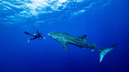 Playing with the Whale Shark Poster och Canvastavla