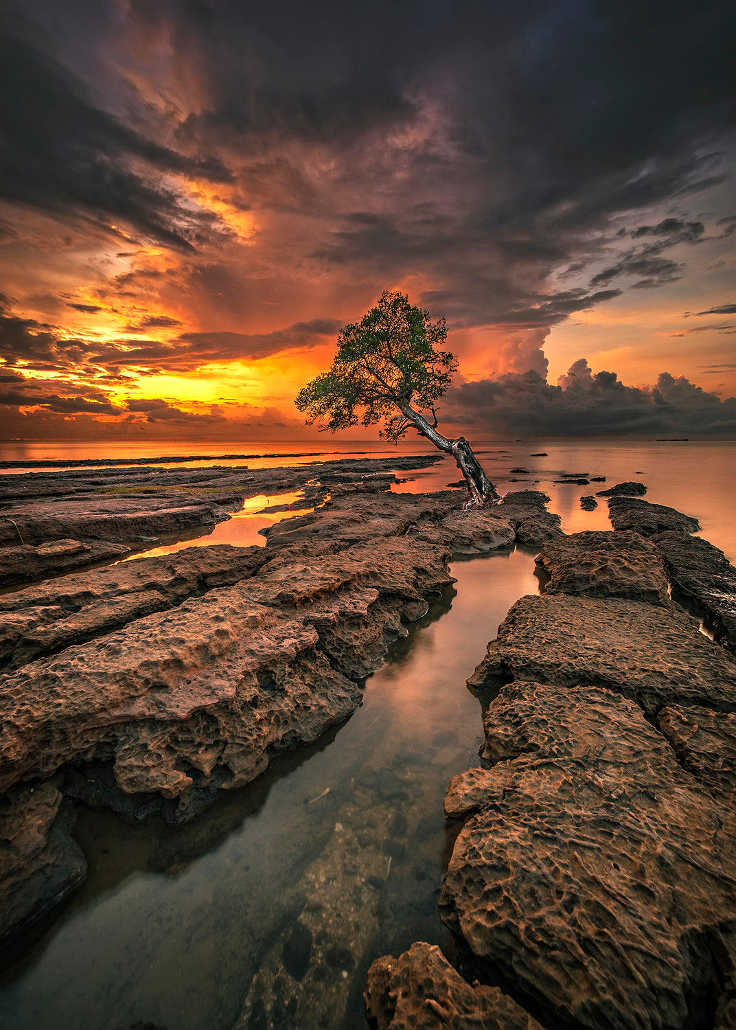 Lonely Tree Poster och Canvastavla