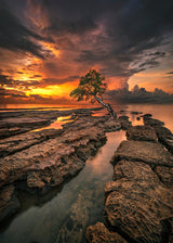 Lonely Tree Poster och Canvastavla