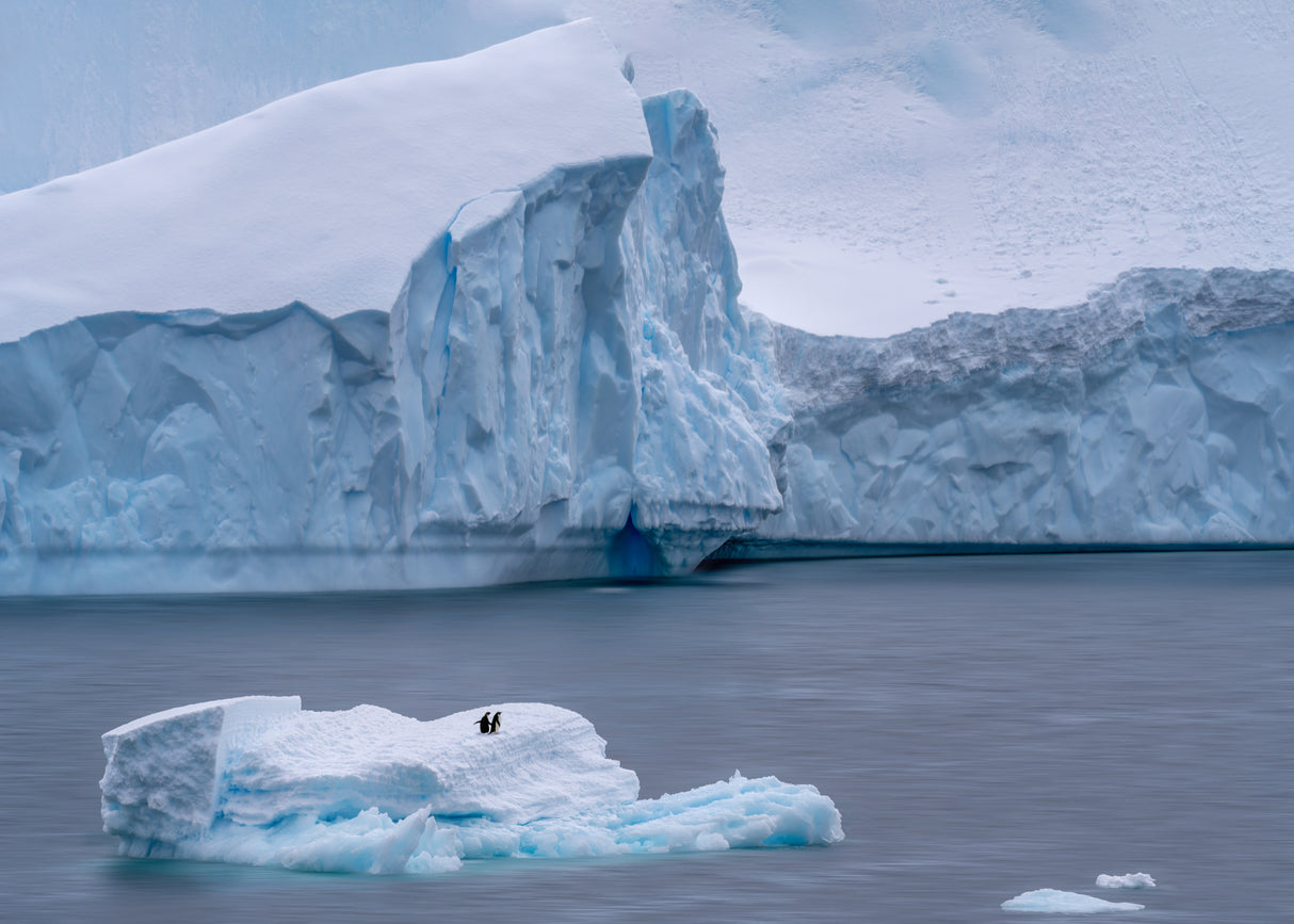 Together on Iceberg Poster och Canvastavla