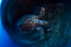 Hawksbill  sea turtle Poster och Canvastavla