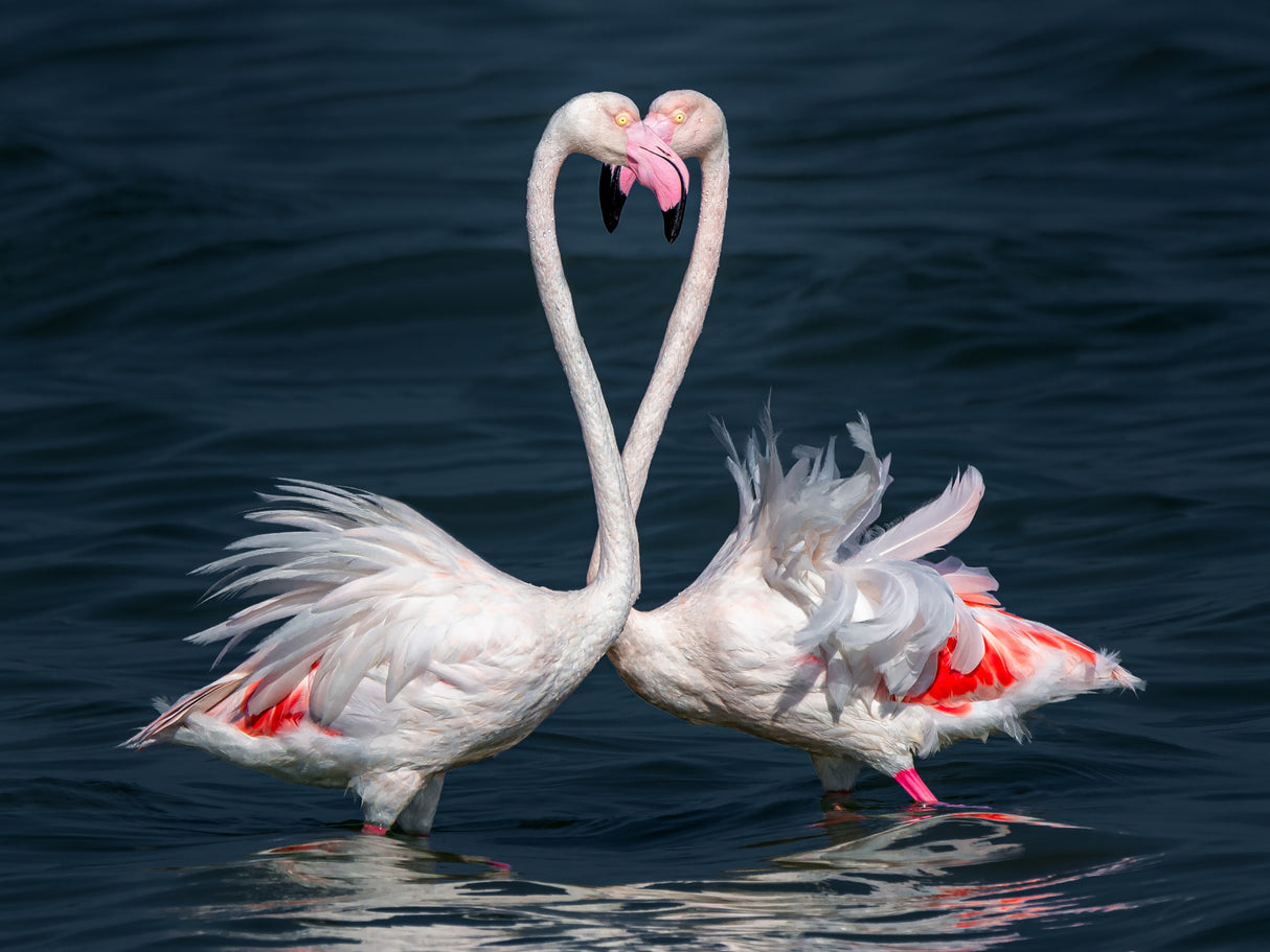 FLAMINGO Poster och Canvastavla