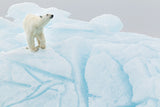 Polar bear on iceberg Poster och Canvastavla