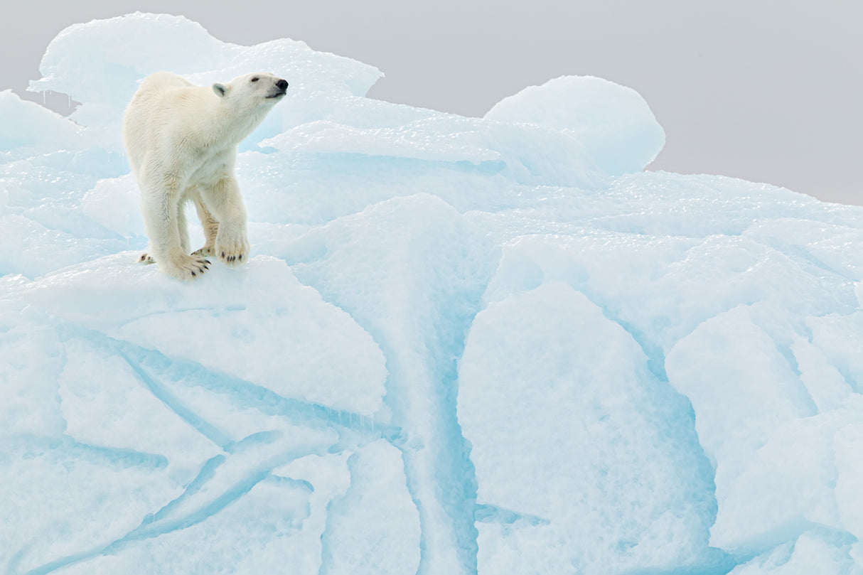 Polar bear on iceberg Poster och Canvastavla