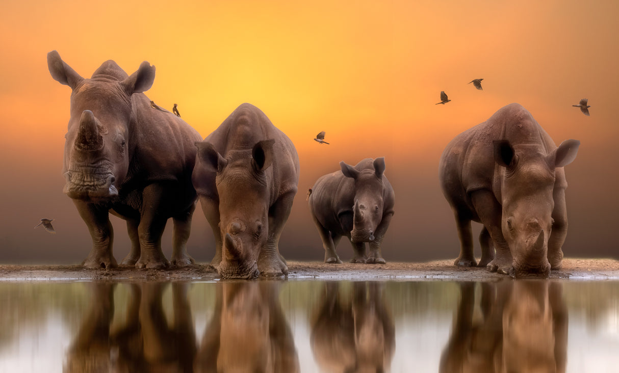 Rhinos by the water..... Poster och Canvastavla