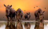 Rhinos by the water..... Poster och Canvastavla