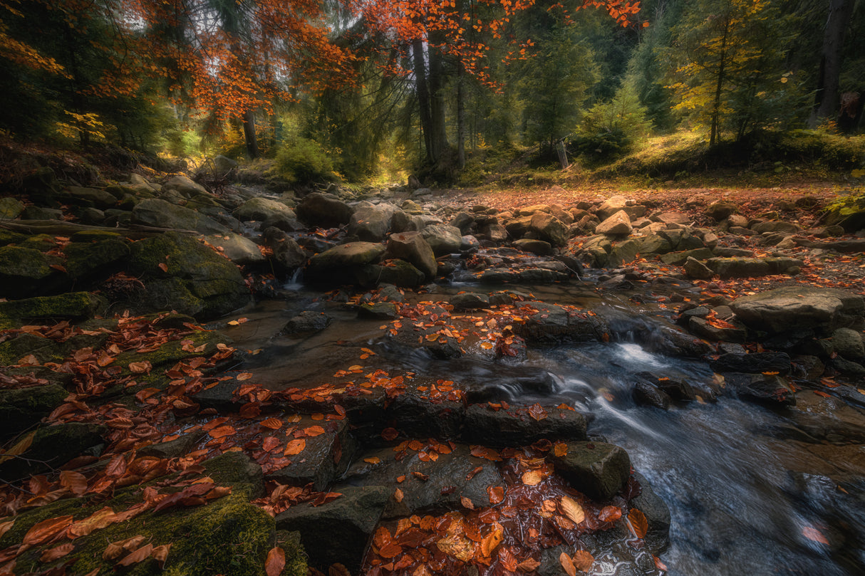 Autumn Poster och Canvastavla