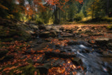 Autumn Poster och Canvastavla