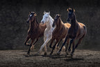 Racing Horses Poster och Canvastavla