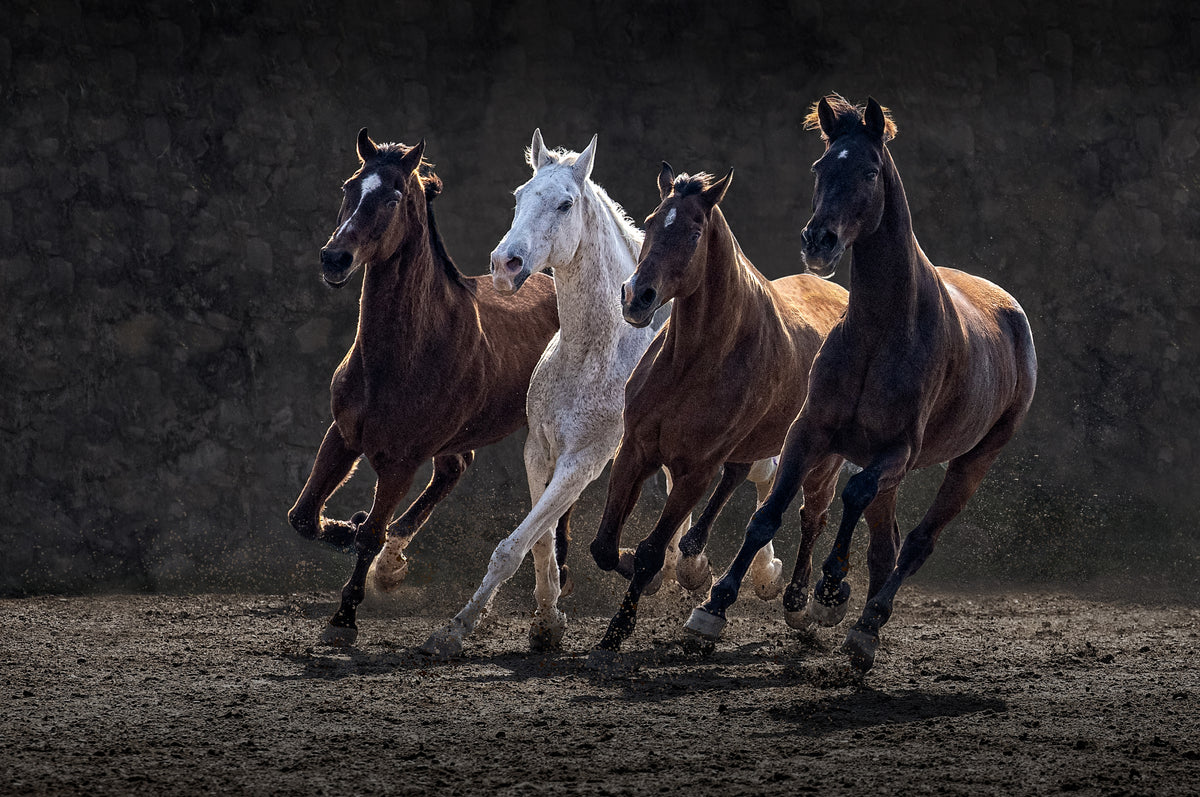 Racing Horses Poster och Canvastavla