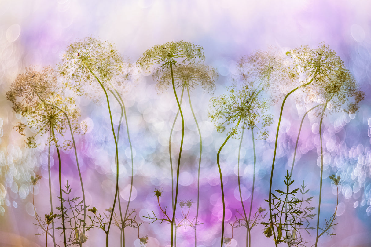swaying in the breeze Poster och Canvastavla