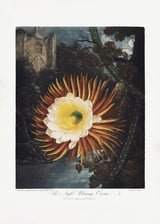 The Night–Blowing Cereus from The Temple of Flora (1807) Poster och Canvastavla