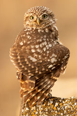 Little Owl Poster och Canvastavla