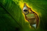 Peeking Frog Poster och Canvastavla