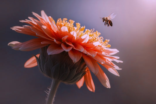 Bee Flying on the Flower Poster och Canvastavla