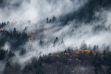 A path of the fog Poster och Canvastavla