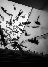 Birds Poster och Canvastavla