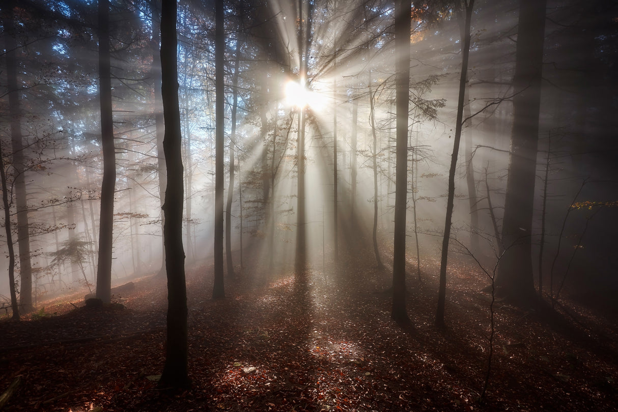 Magic forest Poster och Canvastavla