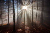 Magic forest Poster och Canvastavla