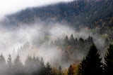 Foggy Woods 9 Poster och Canvastavla