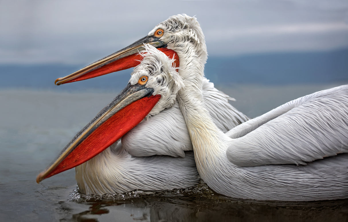 Dalmatian Pelicans Poster och Canvastavla
