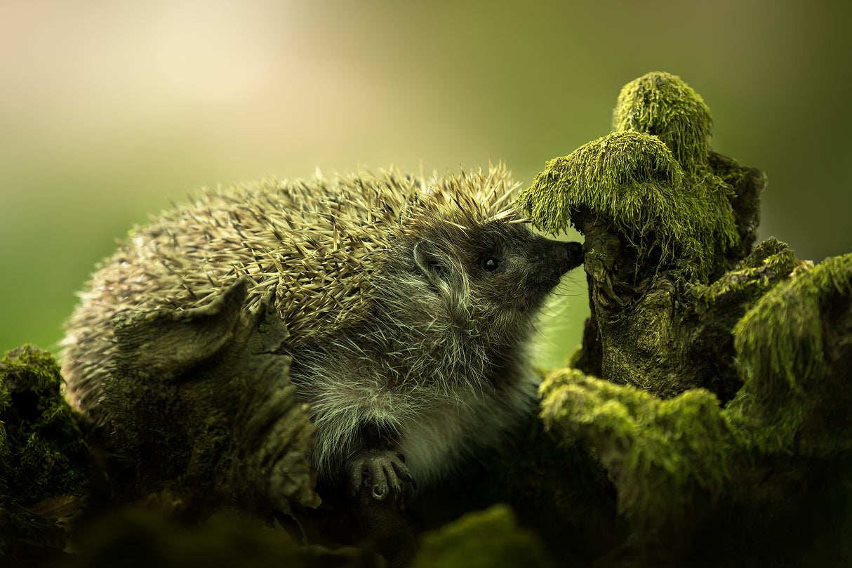 Hedgehog II Poster och Canvastavla