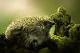 Hedgehog II Poster och Canvastavla