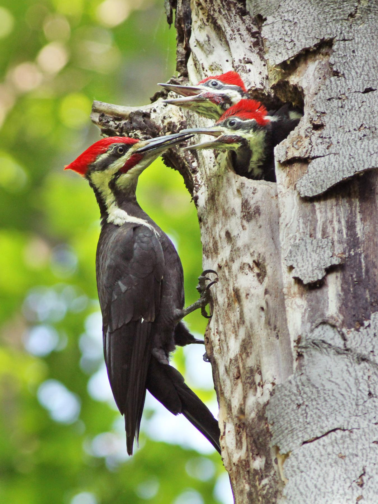 Pileated Woodpecker Poster och Canvastavla