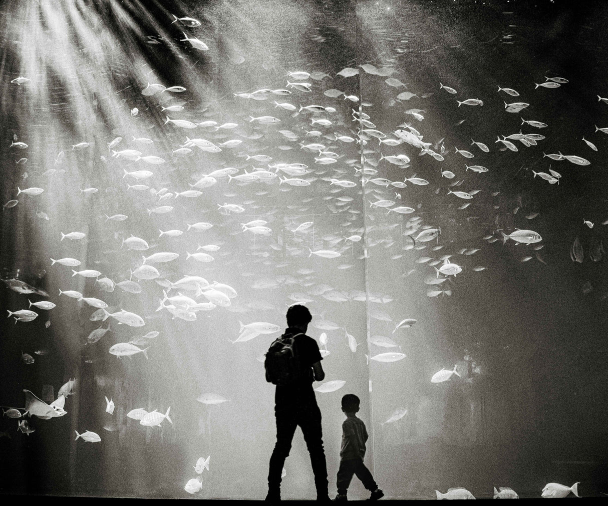 Dreaming at the Aquarium Poster och Canvastavla