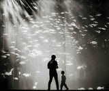 Dreaming at the Aquarium Poster och Canvastavla