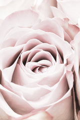 Pink Rose No 06 Poster och Canvastavla