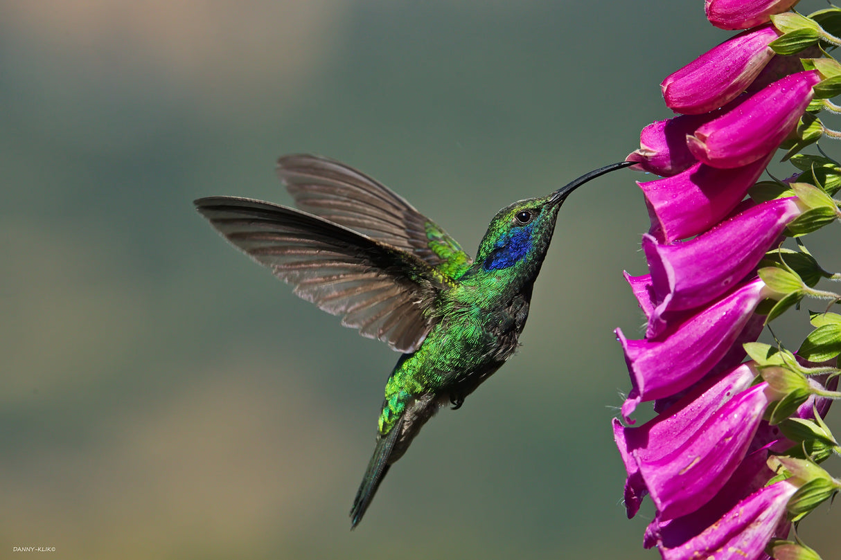 Black-chinned Hummingbird Poster och Canvastavla