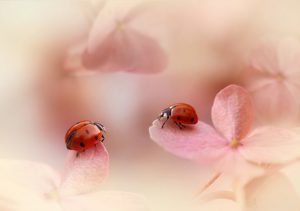 Ladybirds on pink hydrangea. Poster och Canvastavla