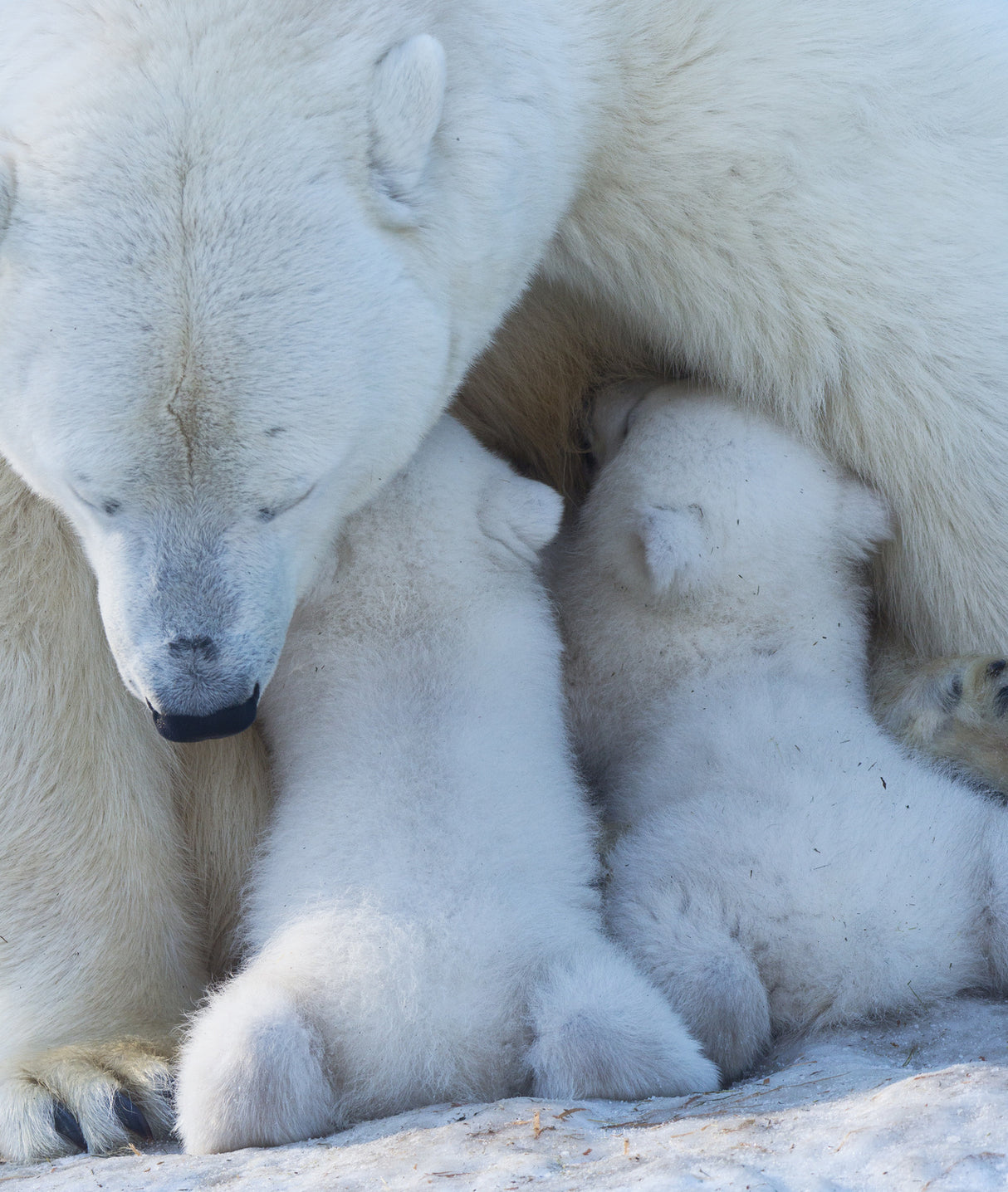Polar bear mom feeding twins cub Poster och Canvastavla