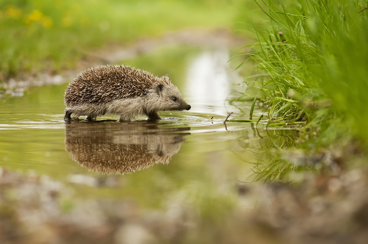 Hedgehog Poster och Canvastavla