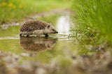 Hedgehog Poster och Canvastavla