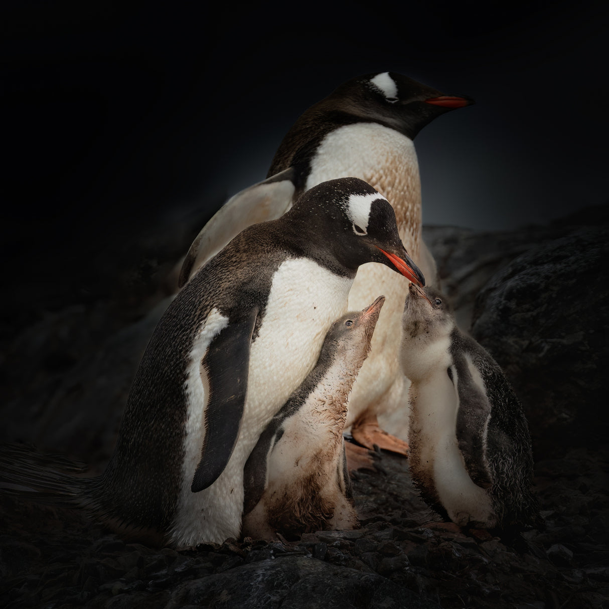 Huddled family Poster och Canvastavla