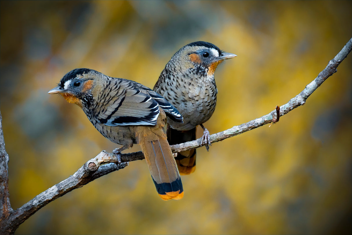 Rufous-chinned laughing thrush Poster och Canvastavla