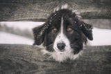 The Watchdog Poster och Canvastavla