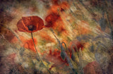 Poppy Poster och Canvastavla