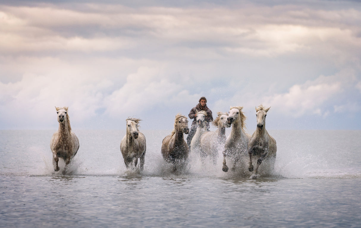 Camargue Horses Poster och Canvastavla
