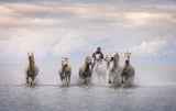 Camargue Horses Poster och Canvastavla
