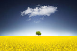 Surreal Canola Field Poster och Canvastavla