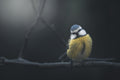 Blue Tit Poster och Canvastavla